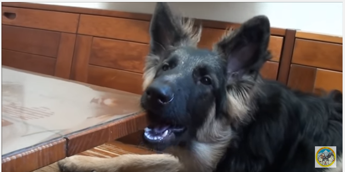 犬に破壊される家、だって歯が痒いんだもん