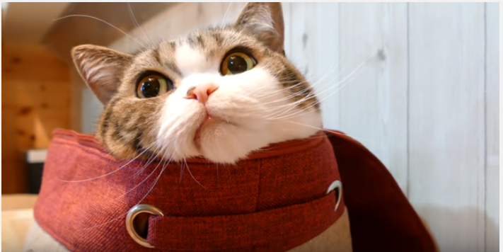 スコ猫まるくん、ゴミ箱に入った後は?