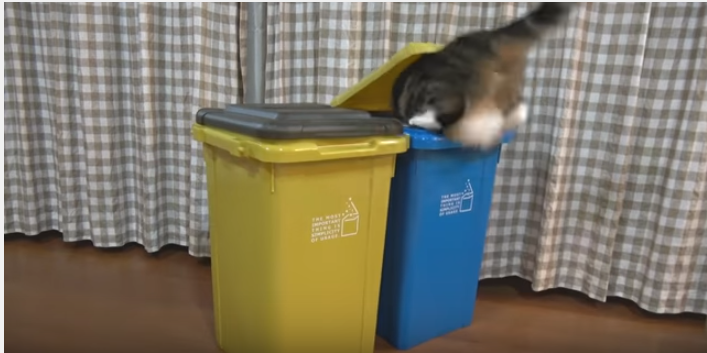 スコ猫まるくん、ゴミ箱に入った後は?