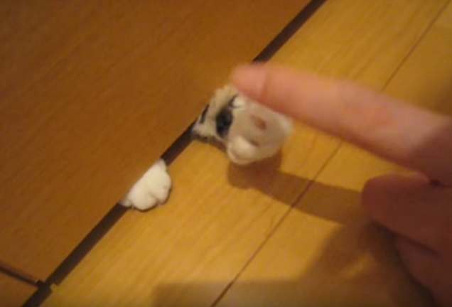 にょきにょきっ!可愛い猫の手