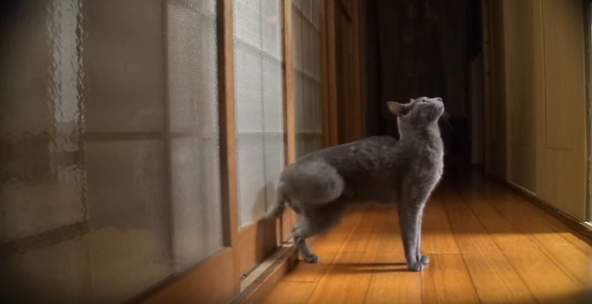 賢い猫は、飼い主さんを自分で呼びます