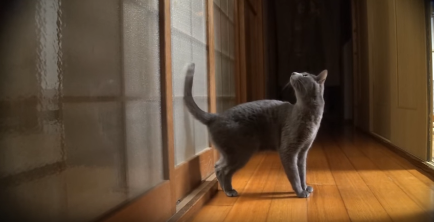 賢い猫は、飼い主さんを自分で呼びます