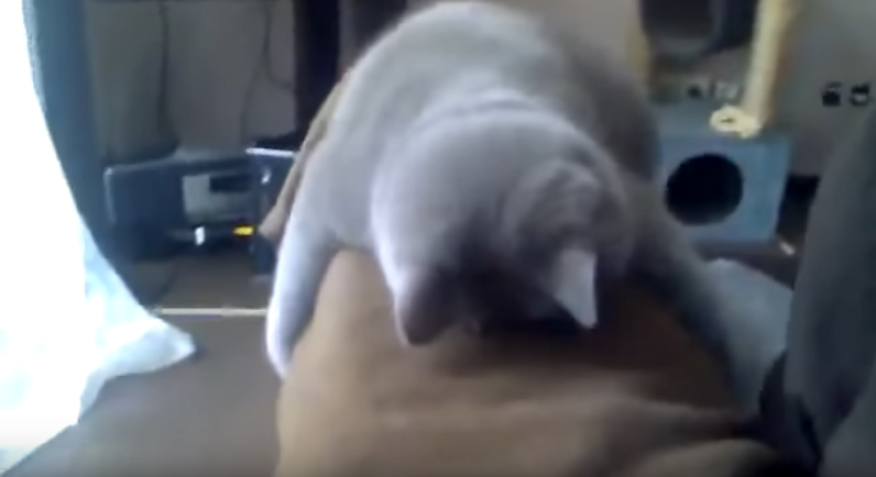 もしかしてドラえもん?うつぶせ寝で寝続ける猫