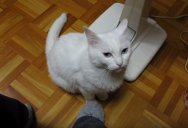 真似したくなるかも?猫の足を踏むと。。。