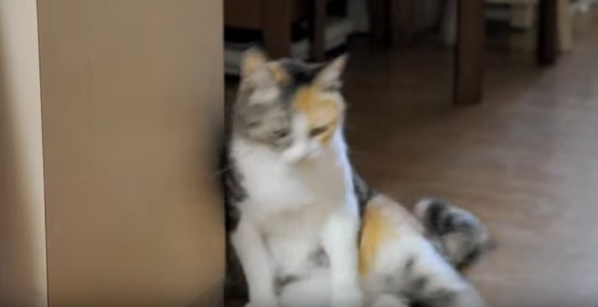 まるでコント!寄りかかろうとして失敗する猫