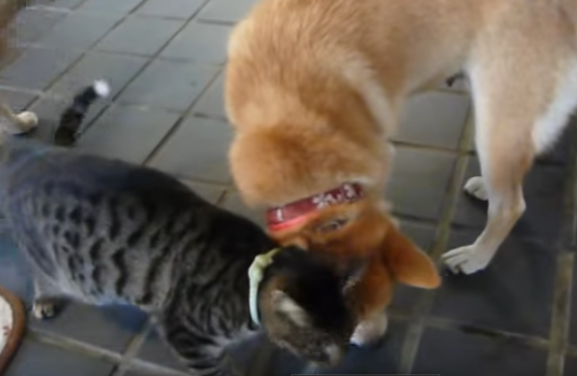 どこに行くのも一緒!柴犬に懐いている猫