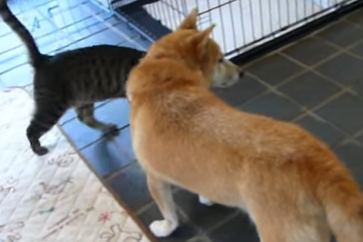 どこに行くのも一緒!柴犬に懐いている猫
