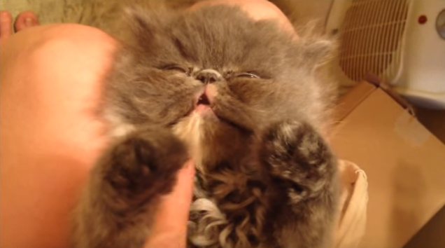 ぶさかわネコ好き必見!寝起きのぶさかわ子猫ちゃん