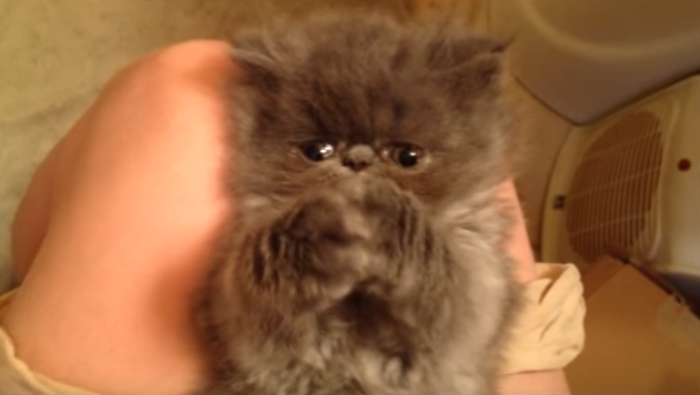 ぶさかわネコ好き必見!寝起きのぶさかわ子猫ちゃん