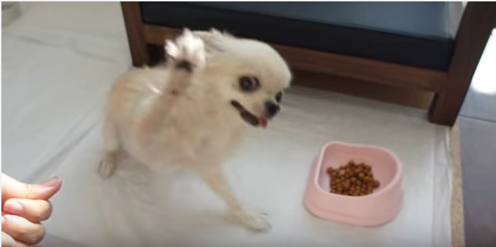 チワワ必死のお手!早くご飯食べたいの!