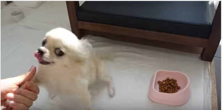 チワワ必死のお手!早くご飯食べたいの!