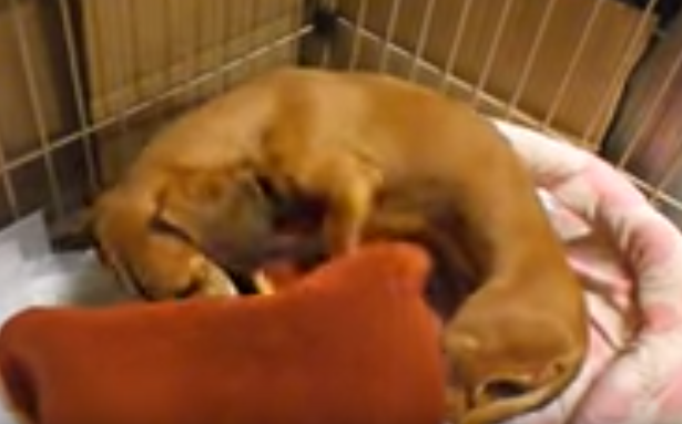 モコモコ・・・器用に毛布をかけて寝る犬