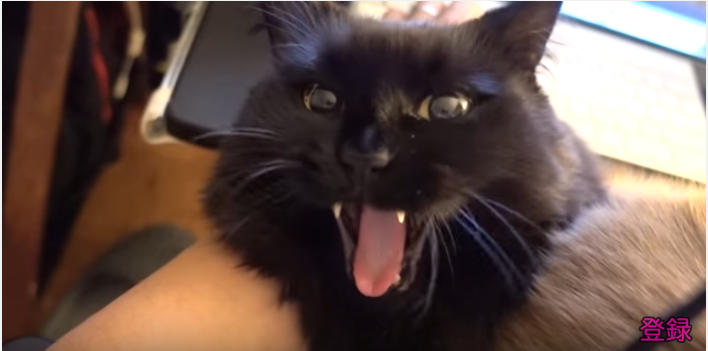 飼い主さんの膝の上に猫2匹、重いんですけど