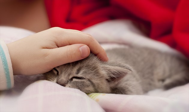 shutterstock_353976425_R