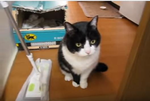 訴える猫に応える飼い主、どうして分かるの?