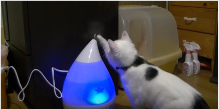 なぜ掴めない?加湿器に悪戦苦闘する猫