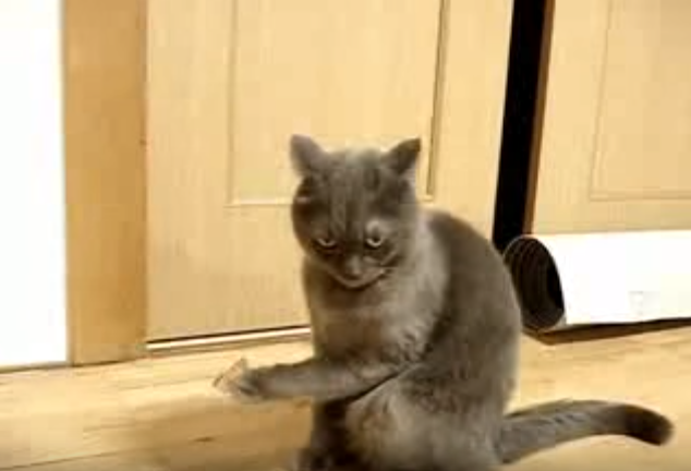 まるで啄木?「ぢっと手を見る」猫