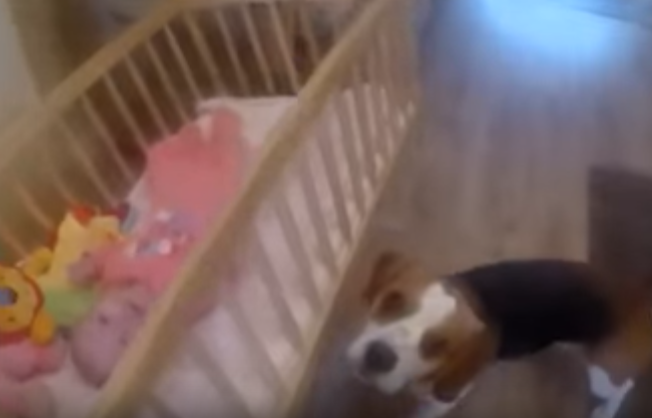 ゆりかごユラユラ・・・子守上手なビーグル犬