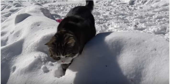驚き!猫もこんな雪遊びをするの!?