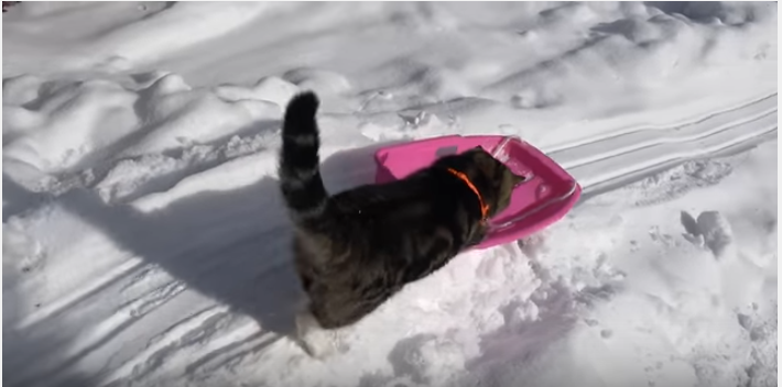 驚き!猫もこんな雪遊びをするの!?