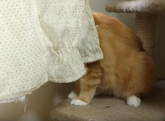 そこにいるのは誰?カーテンの裏が気になる猫