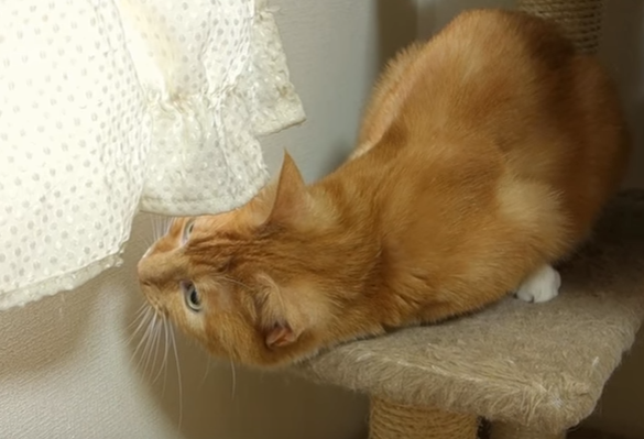 そこにいるのは誰?カーテンの裏が気になる猫