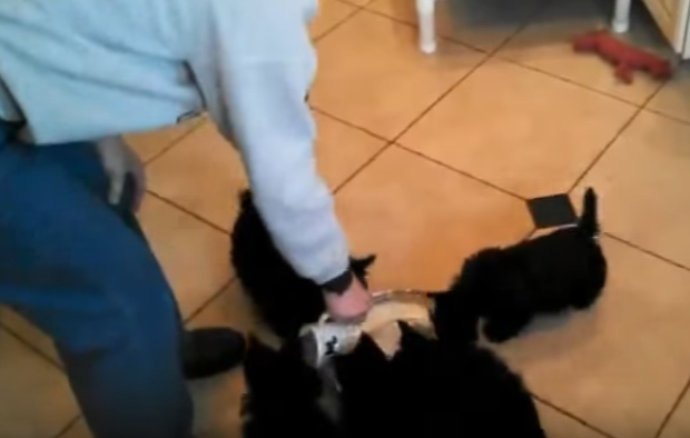 何それ!?子犬たちのおかしな食事スタイル
