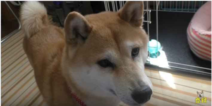 ただいまー!出張帰りの飼い主さんと柴犬