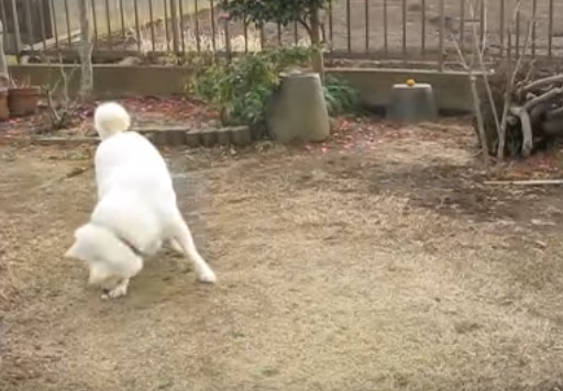 思わず応援したくなる!運動神経が悪い犬