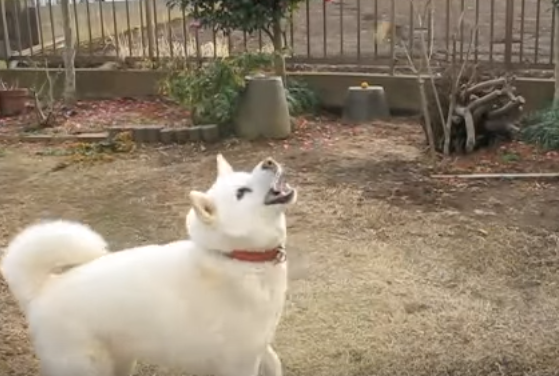 思わず応援したくなる!運動神経が悪い犬
