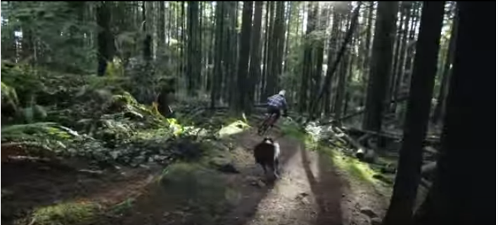 マウンテンバイクより速いぞ!ボーダーコリー