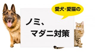 ノミマダニ対策