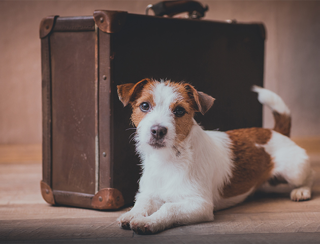 愛犬をペットホテルに預ける際の「持ち物」リスト