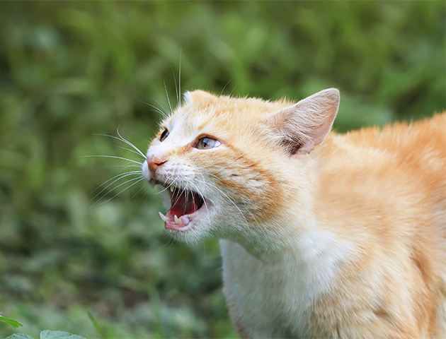 猫が威嚇行動を起こす理由と、正しい対応方法について