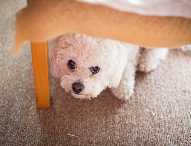 犬が雷を怖がる「雷恐怖症」の原因と解決方法