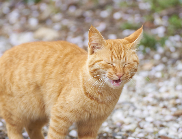 犬や猫も「花粉症」になる? ペットの花粉症の症状と対処法