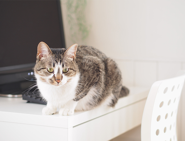 猫が机の上の物を落とす心理と対策方法
