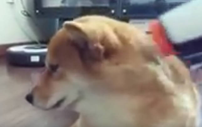 見てるだけで気持ちいい!トリミングされる柴犬