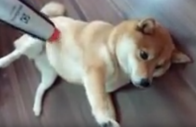 見てるだけで気持ちいい!トリミングされる柴犬