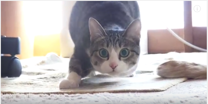 猫じゃらしを狙う名ハンター