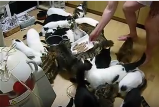ご飯に大集合の猫たち、その数34匹!?