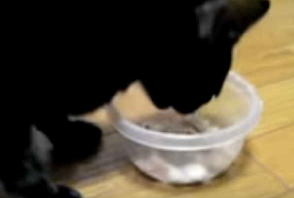 ムニャムニャ言い続けながらごはんを食べる猫