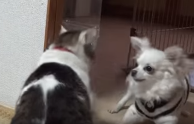 急にどうしたの!?突然の猫パンチにびっくりチワワ
