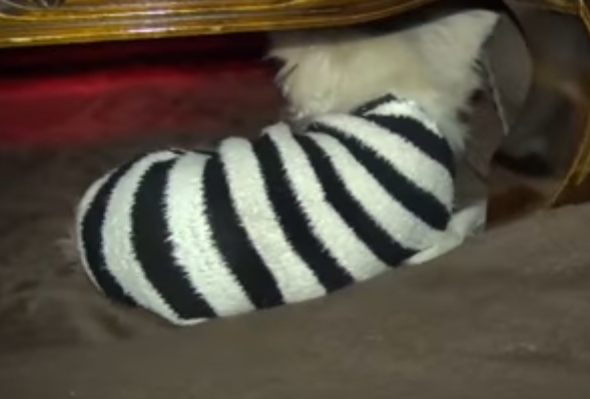 急にどうしたの!?突然の猫パンチにびっくりチワワ
