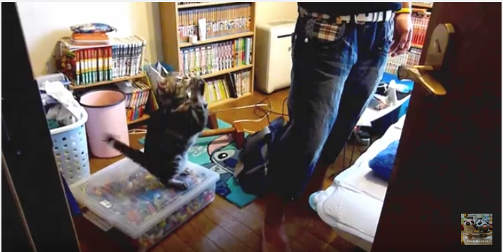 お願い行かないで!飼い主さんに懇願する猫