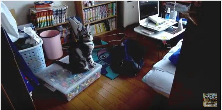 お願い行かないで!飼い主さんに懇願する猫