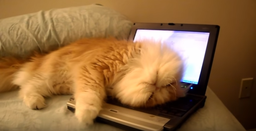 PC乗った飼いネコに、思わずデレデレな飼い主さん