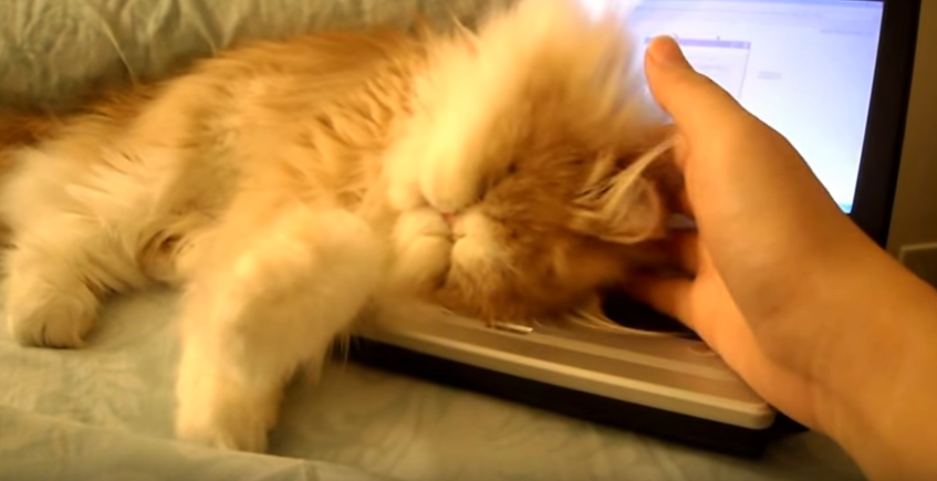 PC乗った飼いネコに、思わずデレデレな飼い主さん