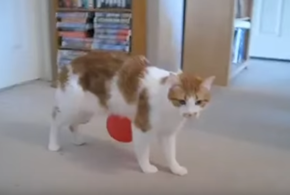 と、取れない!風船がくっついてくる猫の苦悩