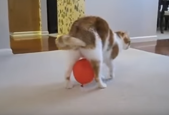 と、取れない!風船がくっついてくる猫の苦悩